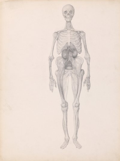 Een vergelijkende anatomische uiteenzetting van de structuur van het menselijk lichaam met dat van een tijger en een hoender:  Menselijke figuur, vooraanzicht (voltooide studie van de laatste fase van de dissectie) door George Stubbs