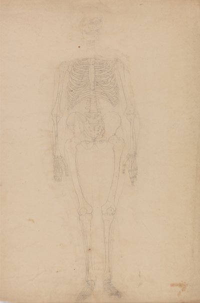 Een vergelijkende anatomische uiteenzetting van de structuur van het menselijk lichaam met dat van een tijger en een hoender: Menselijk skelet, vooraanzicht door George Stubbs
