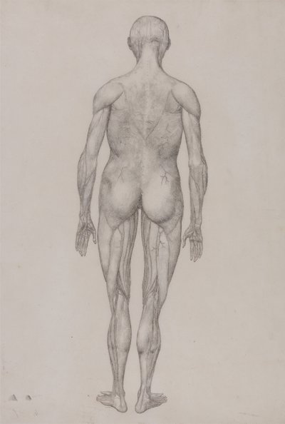 Een vergelijkende anatomische uiteenzetting van de structuur van het menselijk lichaam met dat van een tijger en een hoender: Menselijk Figuur, Achteraanzicht (Bijna Identiek aan de voltooide tekening voor Tabel XII) door George Stubbs