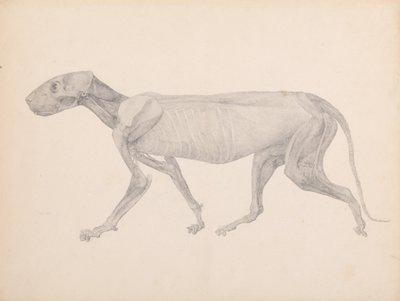 Een vergelijkende anatomische uiteenzetting van de structuur van het menselijk lichaam met dat van een tijger en een hoender:  Tijgerlichaam, zijaanzicht (voltooide tekening voor ongepubliceerde tabel; toont de derde fase in dissectie) door George Stubbs