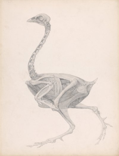 Een vergelijkende anatomische uiteenzetting van de structuur van het menselijk lichaam met dat van een tijger en een hoender: Fowl Body, Lateral View (Zeer voltooide studie voor een ongepubliceerde tabel; toont de laatste fase in de dissectie) door George Stubbs