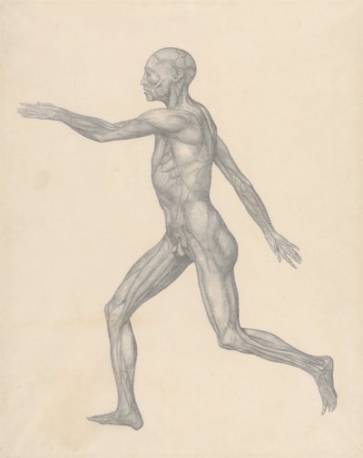 Een vergelijkende anatomische uiteenzetting van de structuur van het menselijk lichaam met dat van een tijger en een hoender: Menselijke figuur, zijaanzicht, na verwijdering van de huid en de onderliggende fasciale lagen (voltooide studie voor tabel XIII) door George Stubbs