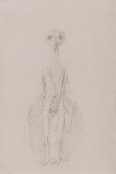 Een vergelijkende anatomische uiteenzetting van de structuur van het menselijk lichaam met dat van een tijger en een hoender: Uil staand, vooraanzicht door George Stubbs