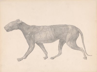 Een vergelijkende anatomische uiteenzetting van de structuur van het menselijk lichaam met dat van een tijger en een hoender:  Tijger, zijaanzicht, met huid en weefsel verwijderd (voltooide studie voor tabel IX) door George Stubbs