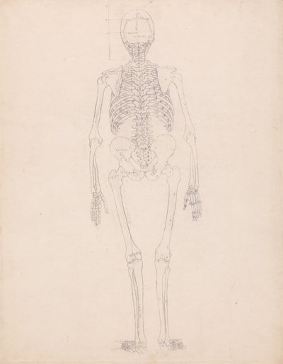 Een vergelijkende anatomische uiteenzetting van de structuur van het menselijk lichaam met dat van een tijger en een hoender: Menselijk skelet, achteraanzicht door George Stubbs
