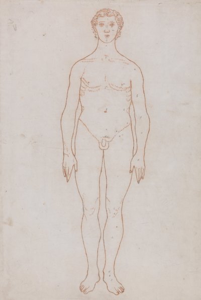 Een vergelijkende anatomische uiteenzetting van de structuur van het menselijk lichaam met dat van een tijger en een hoender: Studie van de menselijke figuur, vooraanzicht (schetstekening voor tabel VI) door George Stubbs