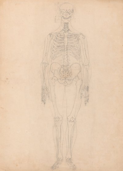 Een vergelijkende anatomische uiteenzetting van de structuur van het menselijk lichaam met dat van een tijger en een hoender: Menselijk skelet, vooraanzicht door George Stubbs