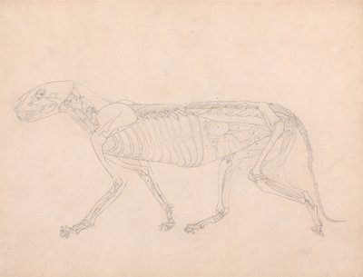 Een vergelijkende anatomische uiteenzetting van de structuur van het menselijk lichaam met dat van een tijger en een hoender: Tijgerlichaam, zijaanzicht door George Stubbs
