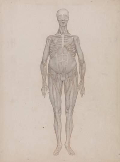 Een vergelijkende anatomische uiteenzetting van de structuur van het menselijk lichaam met dat van een tijger en een hoender: Menselijke figuur, vooraanzicht (bedoeld voor een plaat die nooit werd gepubliceerd) door George Stubbs