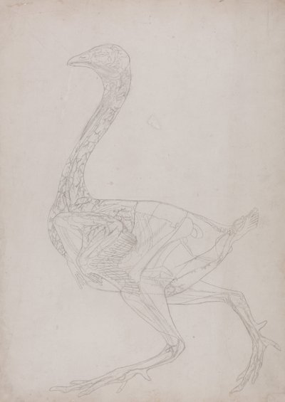 Een vergelijkende anatomische uiteenzetting van de structuur van het menselijk lichaam met dat van een tijger en een hoender:  Hoenderlichaam, zijaanzicht (schematische tekening, behorend bij tabel XV) door George Stubbs