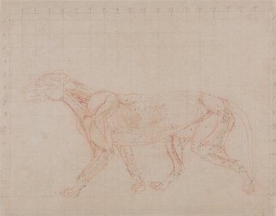 Een vergelijkende anatomische uiteenzetting van de structuur van het menselijk lichaam met dat van een tijger en een hoender:  Tiger Body, Lateral View (Studie van de vierde fase van dissectie die de diepere spieren laat zien) door George Stubbs