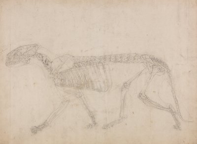 Een vergelijkende anatomische uiteenzetting van de structuur van het menselijk lichaam met dat van een tijger en een hoender: Tijgerskelet, zijaanzicht (Waarschijnlijk de meesterstudie van het skelet) door George Stubbs