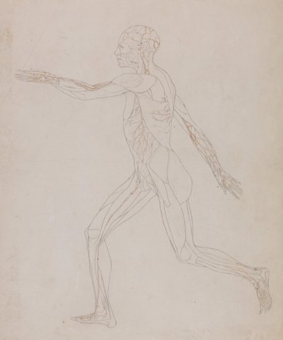Een vergelijkende anatomische uiteenzetting van de structuur van het menselijk lichaam met dat van een tijger en een hoender: Figuur van de mens, zijaanzicht (Verwant aan tabel XIII, gedetailleerde studie van de bloedvaten die de spieren voeden) door George Stubbs