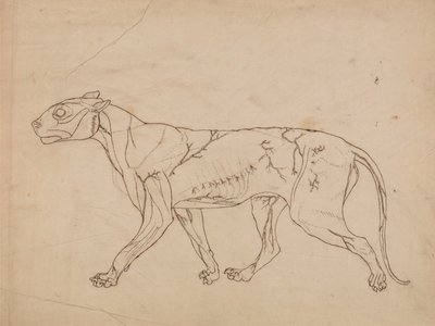 Een vergelijkende anatomische uiteenzetting van de structuur van het menselijk lichaam met dat van een tijger en een hoender:  Tiger Body, Lateral View (Overzichtsstudie van de oppervlaktespieren en hun bloedtoevoer, waarschijnlijk gemaakt voor een sleutel door George Stubbs