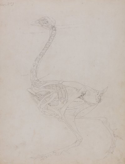 Een vergelijkende anatomische uiteenzetting van de structuur van het menselijk lichaam met dat van een tijger en een hoender:  Hoenderlichaam, zijaanzicht door George Stubbs
