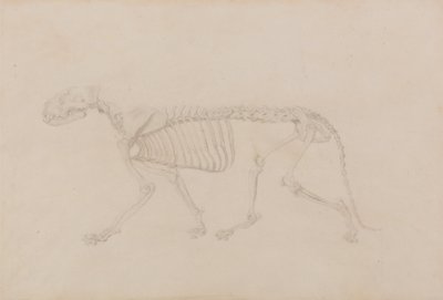 Een vergelijkende anatomische uiteenzetting van de structuur van het menselijk lichaam met dat van een tijger en een hoender: Tijgerskelet, zijaanzicht (zeer complete studie voor tabel IV) door George Stubbs