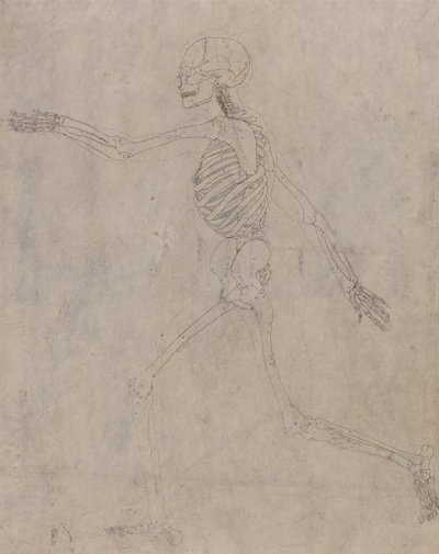 Een vergelijkende anatomische uiteenzetting van de structuur van het menselijk lichaam met dat van een tijger en een hoender: Menselijk skelet, zijaanzicht door George Stubbs