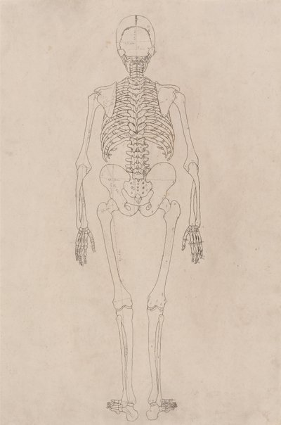 Een vergelijkende anatomische uiteenzetting van de structuur van het menselijk lichaam met dat van een tijger en een hoender: Menselijk skelet, achteraanzicht (met betrekking tot tabel II) door George Stubbs
