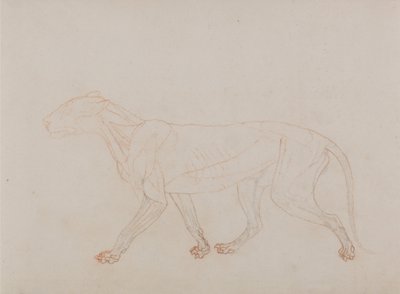 Een vergelijkende anatomische uiteenzetting van de structuur van het menselijk lichaam met dat van een tijger en een hoender: Tijgerlichaam, zijaanzicht (toont de derde fase in dissectie) door George Stubbs