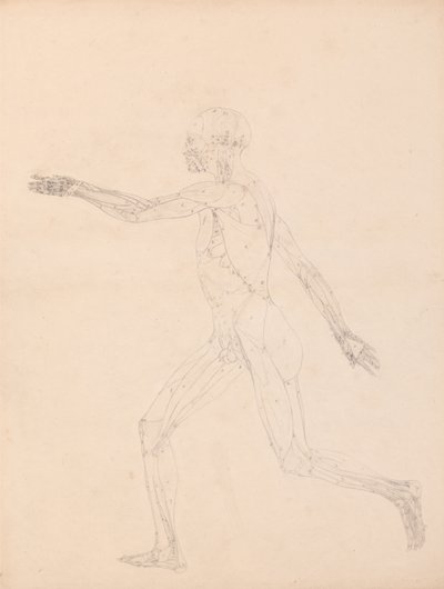 Een vergelijkende anatomische uiteenzetting van de structuur van het menselijk lichaam met dat van een tijger en een hoender: Figuur van de mens, zijaanzicht (voor de sleutelfiguur bij tabel XIII) door George Stubbs
