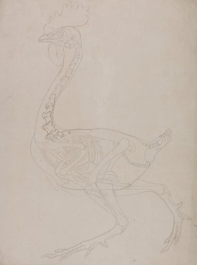 Een vergelijkende anatomische uiteenzetting van de structuur van het menselijk lichaam met dat van een tijger en een hoender:  Kippenskelet, zijaanzicht door George Stubbs