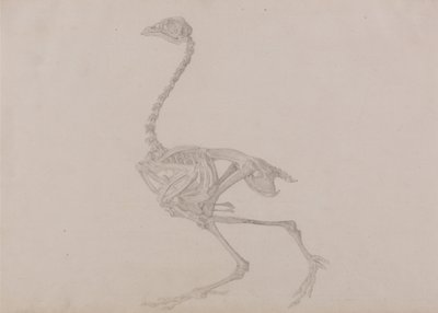 Een vergelijkende anatomische uiteenzetting van de structuur van het menselijk lichaam met dat van een tijger en een hoen:  Dorking Hen Skelet, zijaanzicht (voltooide studie voor een ongepubliceerde tabel) door George Stubbs