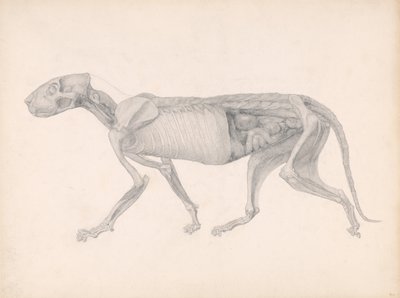 Een vergelijkende anatomische uiteenzetting van de structuur van het menselijk lichaam met dat van een tijger en een hoender: Tiger Body, Lateral View (Studie voor een ongepubliceerde tabel; toont een laat stadium in dissectie) door George Stubbs