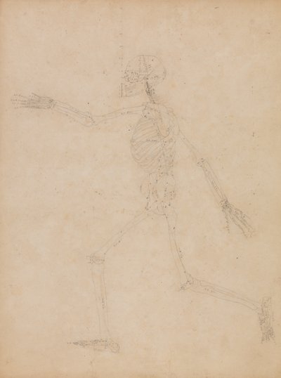 Een vergelijkende anatomische uiteenzetting van de structuur van het menselijk lichaam met dat van een tijger en een hoender:  Menselijk skelet, zijaanzicht door George Stubbs