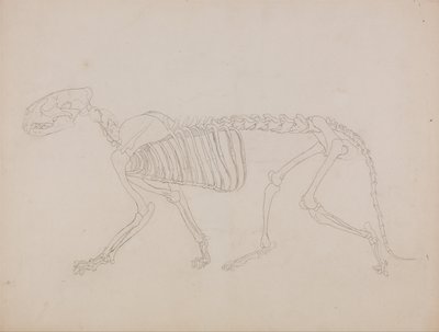 Een vergelijkende anatomische uiteenzetting van de structuur van het menselijk lichaam met dat van een tijger en een hoender: Tijgerskelet, zijaanzicht door George Stubbs