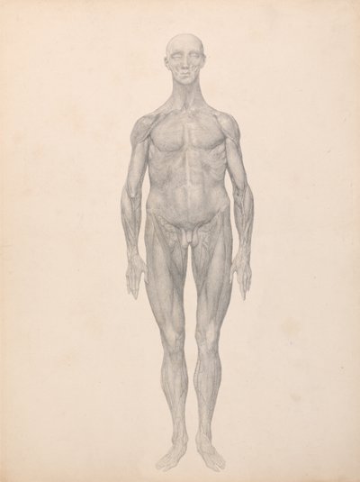 Een vergelijkende anatomische uiteenzetting van de structuur van het menselijk lichaam met dat van een tijger en een hoender: Menselijke figuur, vooraanzicht, huid en onderliggende vliezen verwijderd (voltooide studie voor tabel XI) door George Stubbs