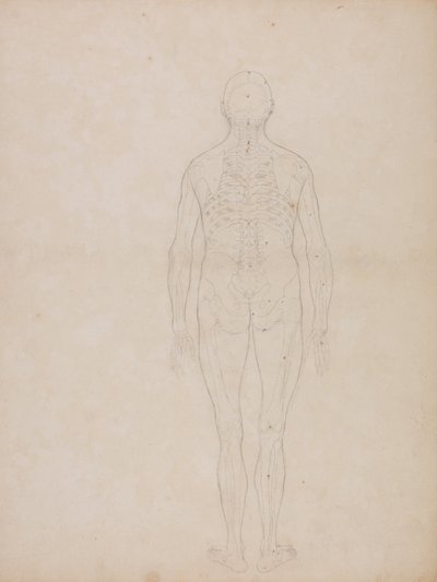 Een vergelijkende anatomische uiteenzetting van de structuur van het menselijk lichaam met dat van een tijger en een hoender: Menselijke figuur, achteraanzicht door George Stubbs