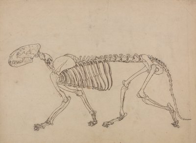 Een vergelijkende anatomische uiteenzetting van de structuur van het menselijk lichaam met dat van een tijger en een hoender: Tijgerskelet, zijaanzicht (studie voor de sleutelfiguur bij tabel IV) door George Stubbs