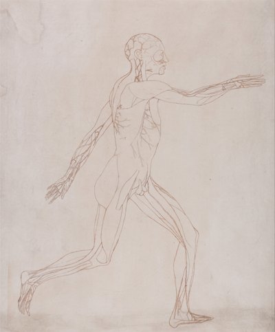 Een vergelijkende anatomische uiteenzetting van de structuur van het menselijk lichaam met dat van een tijger en een hoender: Figuur van de mens, zijaanzicht (voorbereid voor overbrenging naar de plaat van de sleutelfiguur bij tabel XIII) door George Stubbs