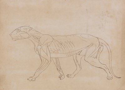 Een vergelijkende anatomische uiteenzetting van de structuur van het menselijk lichaam met dat van een tijger en een hoender:  Tijgerlichaam, zijaanzicht (schetstekening voor een sleutelfiguur) door George Stubbs