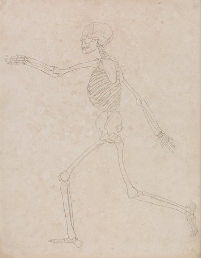 Een vergelijkende anatomische uiteenzetting van de structuur van het menselijk lichaam met dat van een tijger en een hoender: Menselijk skelet, zijaanzicht (kan oorspronkelijk zijn gemaakt voor gebruik als sleutelfiguur bij tabel III, maar is later losgela door George Stubbs