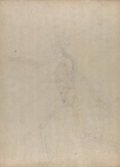 Een vergelijkende anatomische uiteenzetting van de structuur van het menselijk lichaam met dat van een tijger en een hoender: Menselijk skelet, zijaanzicht (Studie voor een sleutelfiguur bij een ongepubliceerde tabel met de buikvaten) door George Stubbs