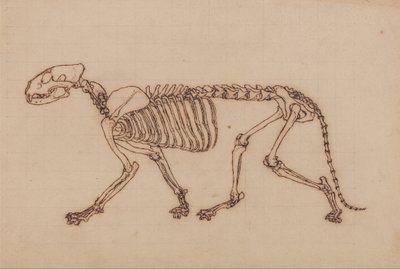 Een vergelijkende anatomische uiteenzetting van de structuur van het menselijk lichaam met dat van een tijger en een hoender: Tijgerskelet, zijaanzicht door George Stubbs
