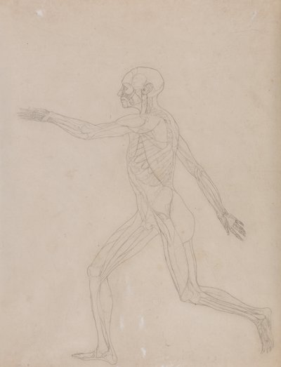 Een vergelijkende anatomische uiteenzetting van de structuur van het menselijk lichaam met dat van een tijger en een hoender: Menselijke figuur, zijaanzicht door George Stubbs