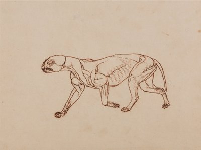 Een vergelijkende anatomische uiteenzetting van de structuur van het menselijk lichaam met dat van een tijger en een hoender:  Lichaam van een luipaard, zijaanzicht door George Stubbs