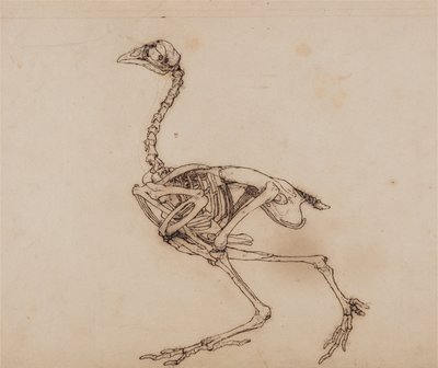 Een vergelijkende anatomische uiteenzetting van de structuur van het menselijk lichaam met dat van een tijger en een hoen:  Dorking Hen Skeleton, Lateral View (Waarschijnlijk voorbereid voor een ongepubliceerde sleutelfiguur) door George Stubbs
