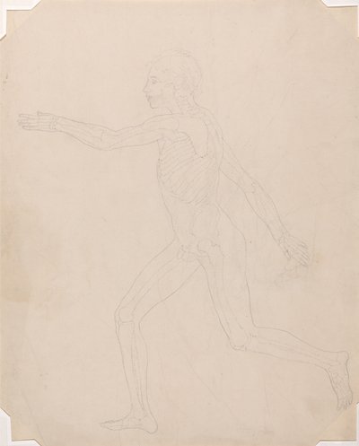Een vergelijkende anatomische uiteenzetting van de structuur van het menselijk lichaam met dat van een tijger en een hoender: Menselijke figuur, zijaanzicht door George Stubbs