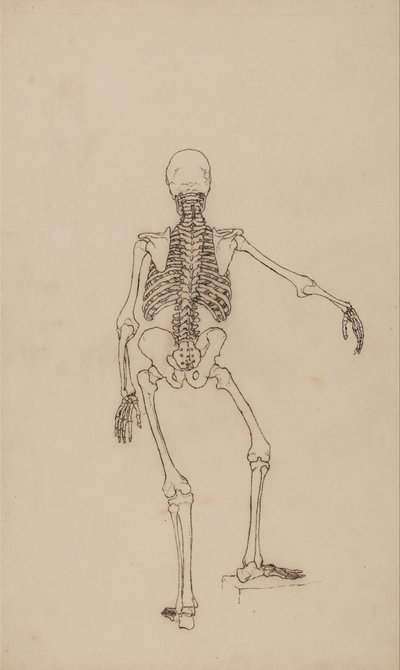Een vergelijkende anatomische uiteenzetting van de structuur van het menselijk lichaam met dat van een tijger en een hoender: Menselijk skelet, achteraanzicht door George Stubbs