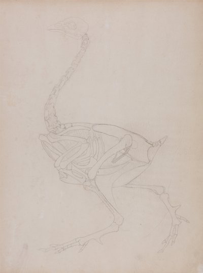 Een vergelijkende anatomische uiteenzetting van de structuur van het menselijk lichaam met dat van een tijger en een hoender:  Hoenderlichaam, zijaanzicht door George Stubbs