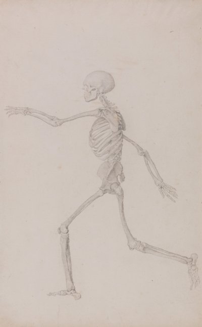 Een vergelijkende anatomische uiteenzetting van de structuur van het menselijk lichaam met dat van een tijger en een hoender: Menselijk skelet, zijaanzicht gezien vanaf links, lopend (voltooide studie voor tabel III) door George Stubbs