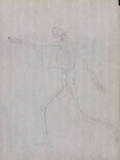 Een vergelijkende anatomische uiteenzetting van de structuur van het menselijk lichaam met dat van een tijger en een hoender: Menselijke figuur, zijaanzicht door George Stubbs