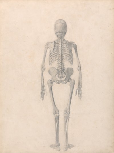 Een vergelijkende anatomische uiteenzetting van de structuur van het menselijk lichaam met dat van een tijger en een hoender: Menselijk skelet, achteraanzicht (voltooide studie voor tabel II) door George Stubbs