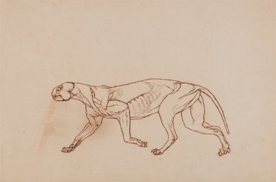 Een vergelijkende anatomische uiteenzetting van de structuur van het menselijk lichaam met dat van een tijger en een hoender:  Luipaardlichaam, zijaanzicht (Later stadium in dissectie, oppervlakkig bindweefsel en oren verwijderd) door George Stubbs
