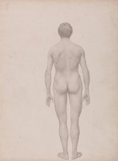 Een vergelijkende anatomische uiteenzetting van de structuur van het menselijk lichaam met dat van een tijger en een hoender: Menselijke figuur, achteraanzicht, niet ontleed (voltooide studie voor tabel VII) door George Stubbs