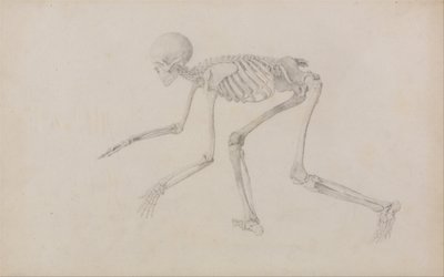 Een vergelijkende anatomische uiteenzetting van de structuur van het menselijk lichaam met dat van een tijger en een hoender: Menselijk skelet, zijaanzicht (in kruiphouding; voltooide studie voor een ongepubliceerde tabel) door George Stubbs