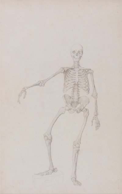 Een vergelijkende anatomische uiteenzetting van de structuur van het menselijk lichaam met dat van een tijger en een hoender: Menselijk skelet, vooraanzicht (rechterarm gestrekt; voltooide studie voor ongepubliceerde tabel) door George Stubbs